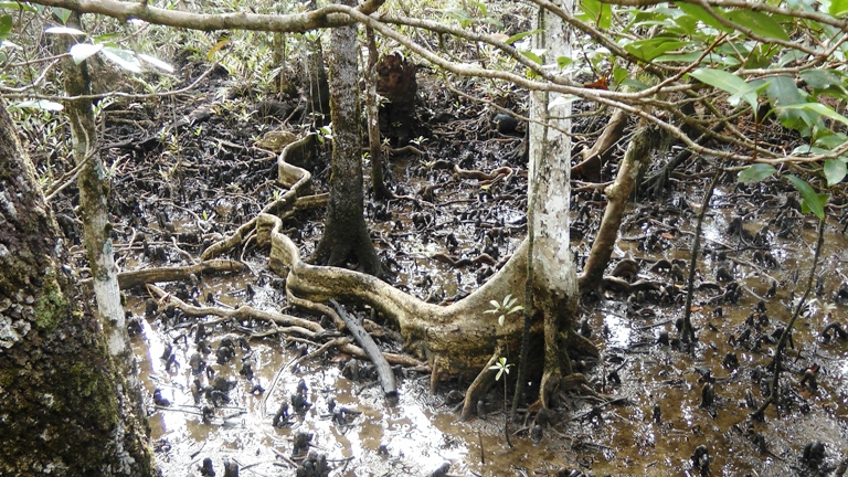 Rainforest Boardwalk